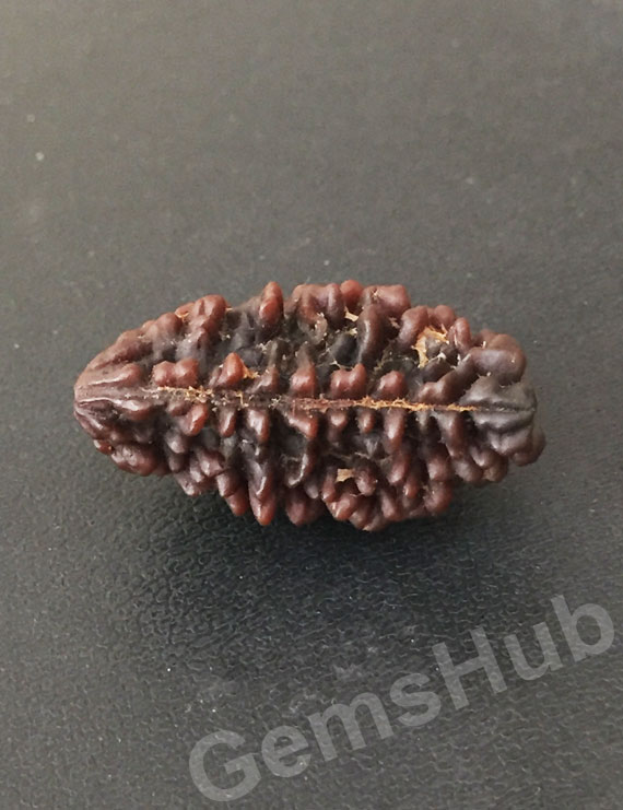 1 Face/Mukhi Certified Rudraksha Premium Quality